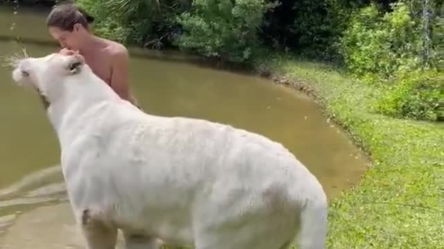 this is how to tame a white tiger