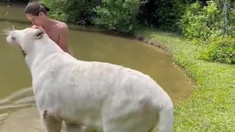 this is how to tame a white tiger