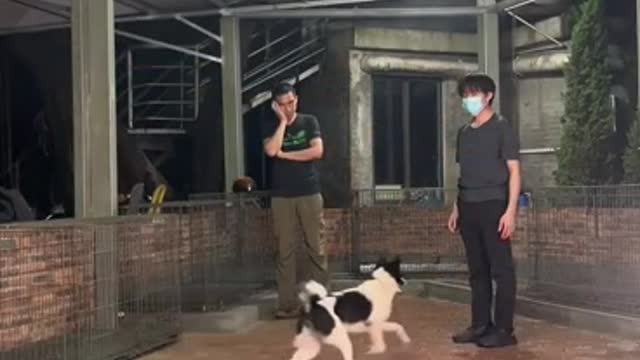 obedient puppy