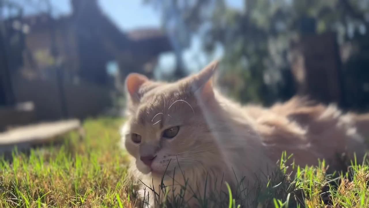 Cute Enjoying The Sun