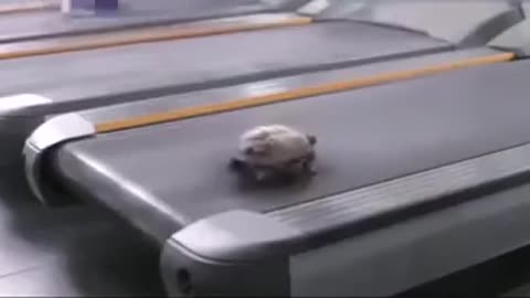 Turbo Turtles