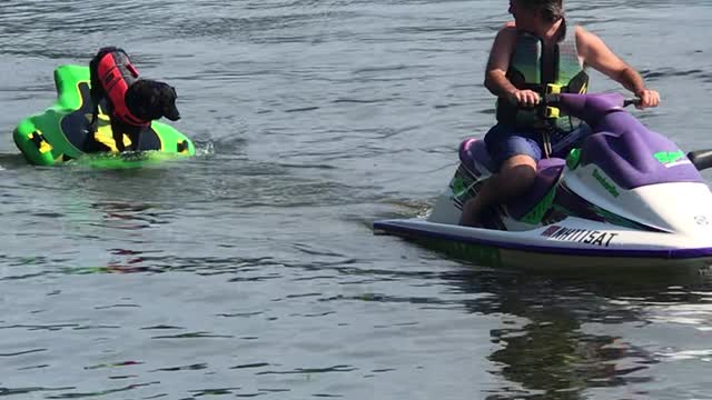 Dogs Delicate Balancing Act While Riding on a Tube