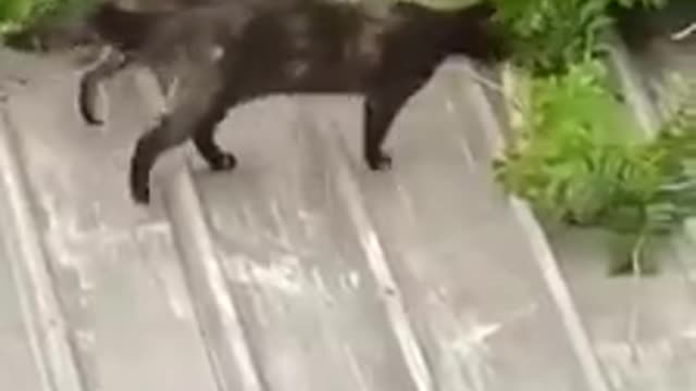 Help the little kitten to climb to the top