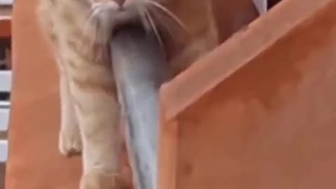 This funny and cute cat approaches his friend through a tube.