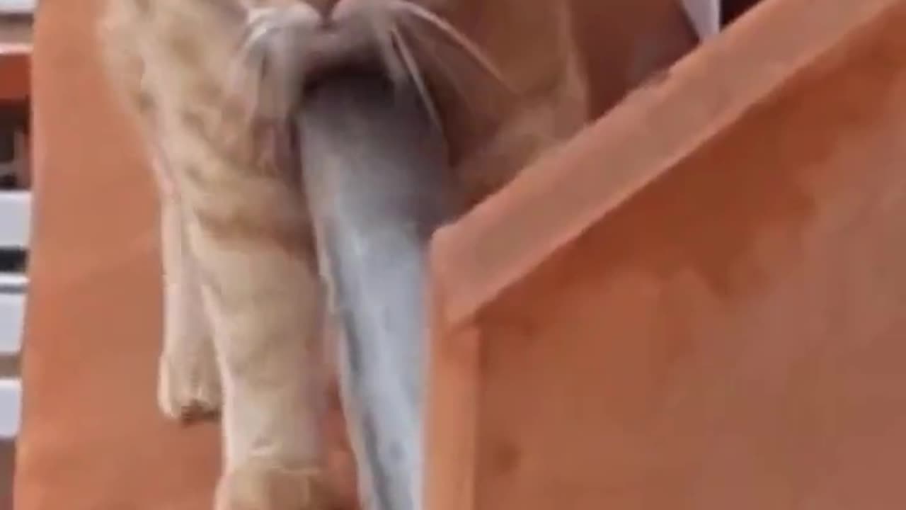 This funny and cute cat approaches his friend through a tube.