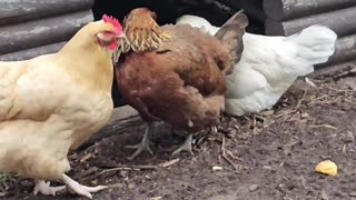 OMC! Friendly flock on a rainy day with Brownie and Whitey together! #chickens #brownie #shorts