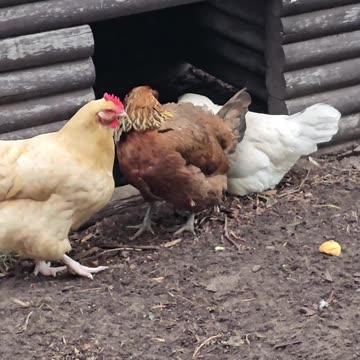 OMC! Friendly flock on a rainy day with Brownie and Whitey together! #chickens #brownie #shorts