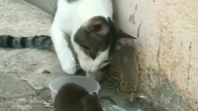 Is This a Joke 😮😮?? Rat having a food and what Cat Is doing behind??See what is the matter 😹😹