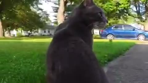 New video in cat 🐈
