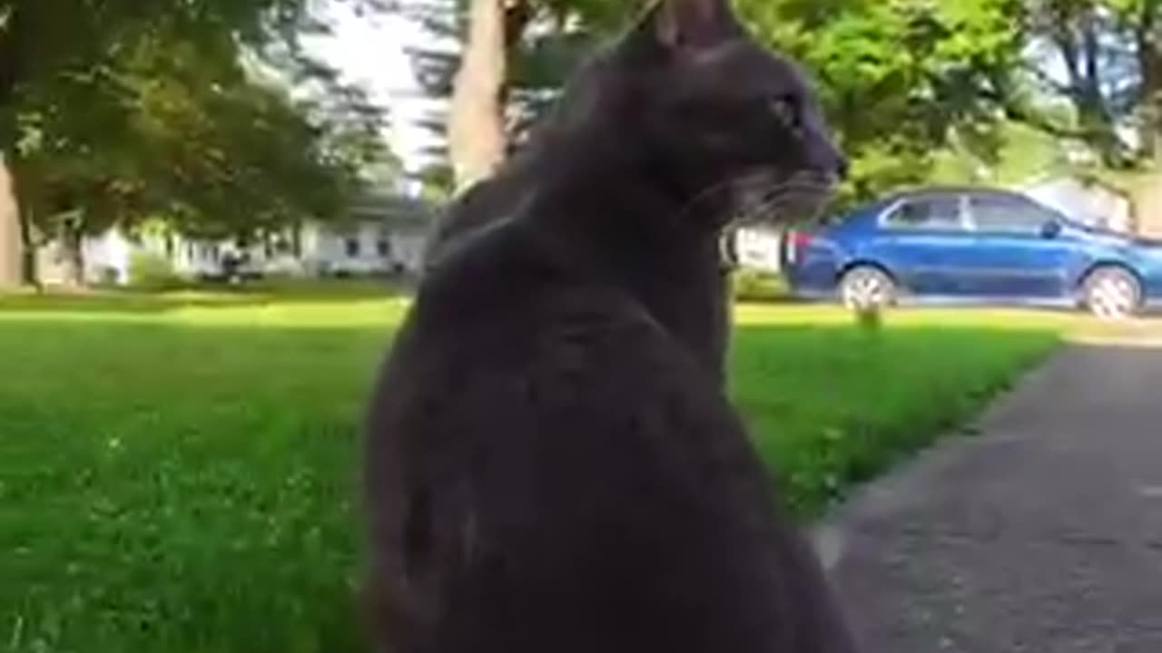 New video in cat 🐈