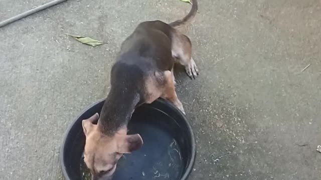 Dog drinks water.