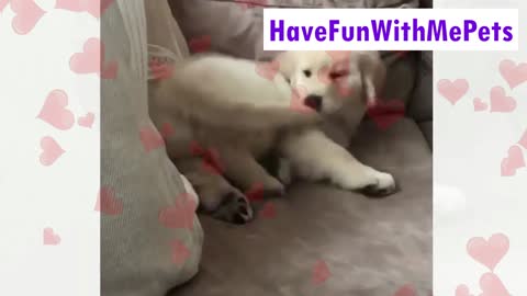 Have Fun with Me Pets