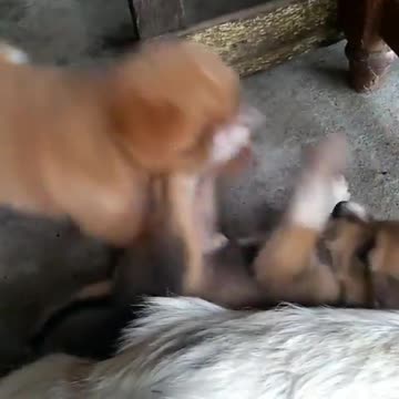 Cute puppy fighting