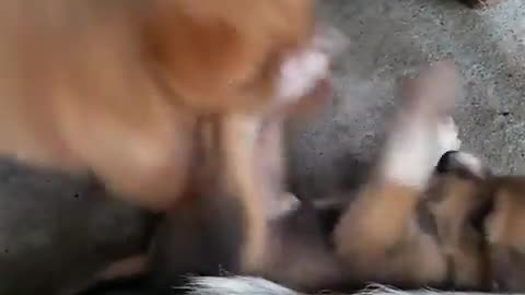 Cute puppy fighting