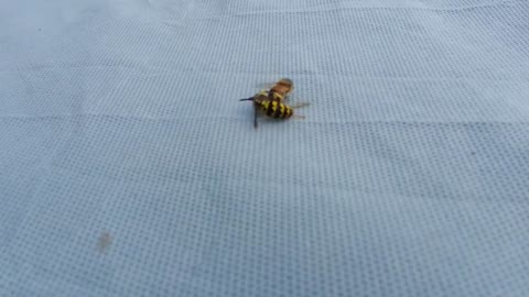 Wasp Cuts Bee in Half