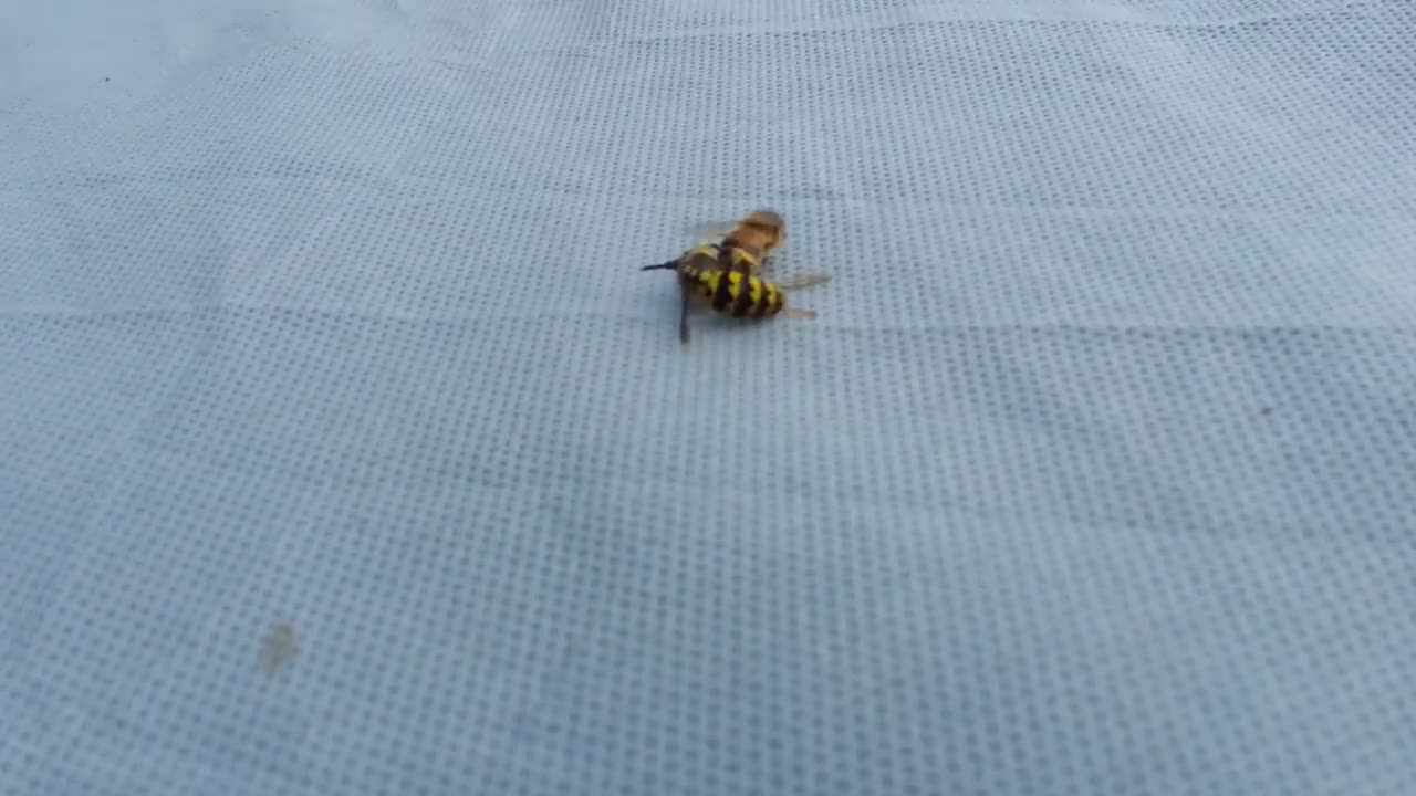 Wasp Cuts Bee in Half