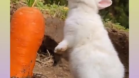 Cute Rabbit Video Compilation