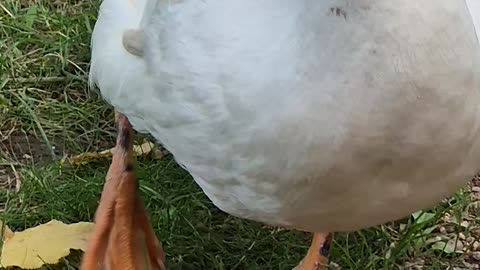 Cute goose