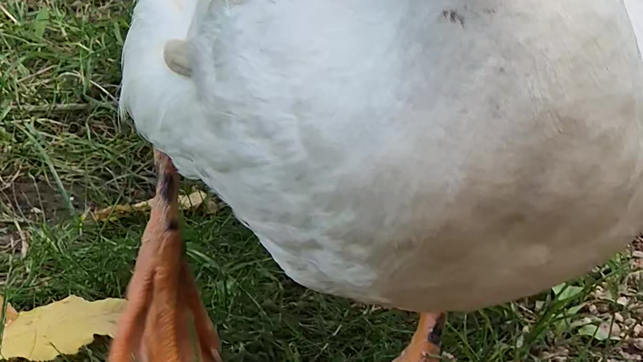 Cute goose