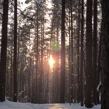 forest snow winter landscape trees woods sunset