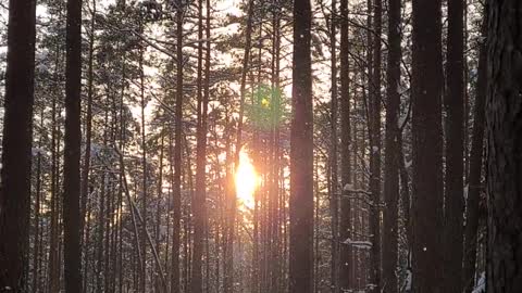 forest snow winter landscape trees woods sunset