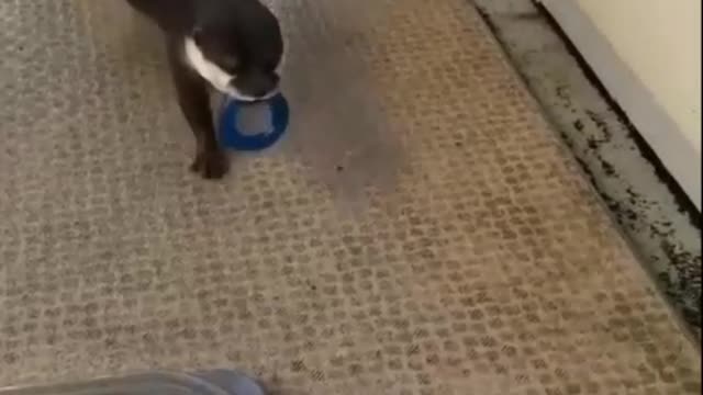 Cute baby animals Videos Compilation cute moment of the animals - Cutest Animals #3