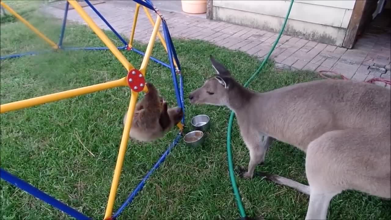 Baby Sloths Being fun