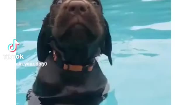 Puppies first time swimming