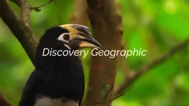 Animal documentary