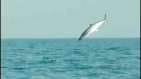 Flying fish 🐟