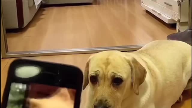 A smart dog imitating the picture