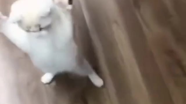 Look how cute this kitten is learning to walk