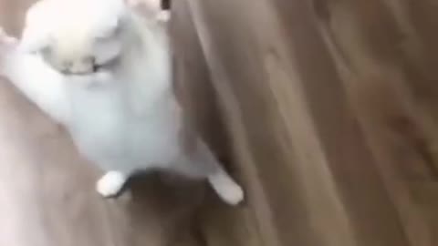 Look how cute this kitten is learning to walk