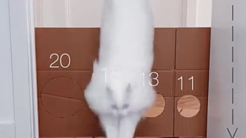 Cute Cat Challenge