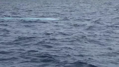 A rare appearance of Migaloo - the white humpback whale.mp4