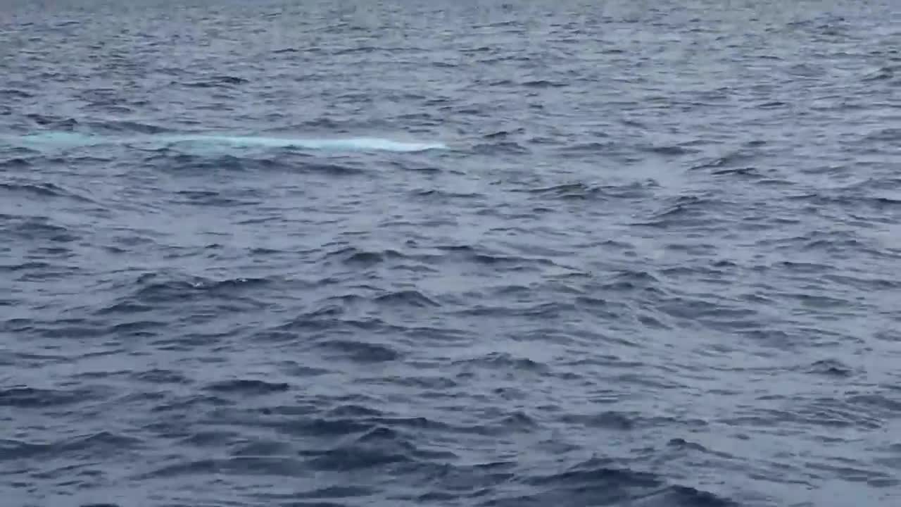A rare appearance of Migaloo - the white humpback whale.mp4