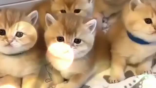 Cat videos