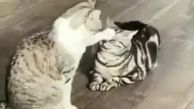 Best Funny animals Compilation/ YOU WILL GET STOMACHACH FROM LAUGHING