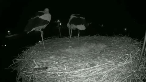 Stork Couple Celebrates Their First Egg Together!