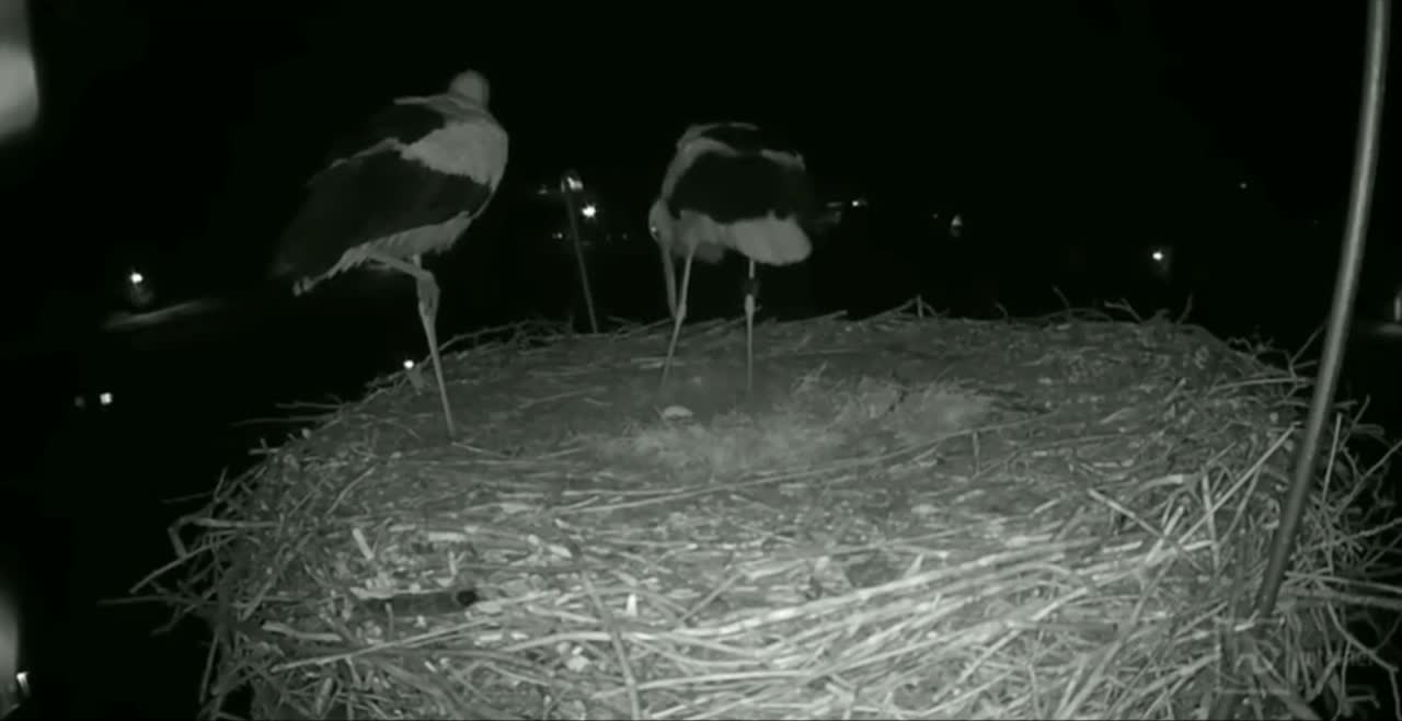 Stork Couple Celebrates Their First Egg Together!