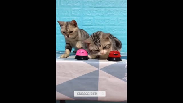 Cats ring the bells When they hungry | funny cats | funny pets | funniest cats