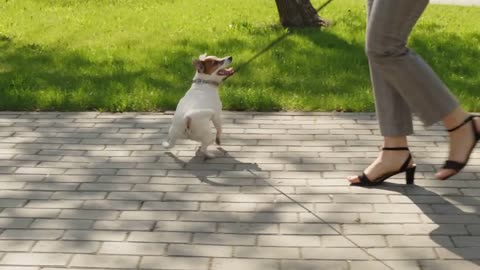 young man and woman walking their playful Jack Russell Terrier dog