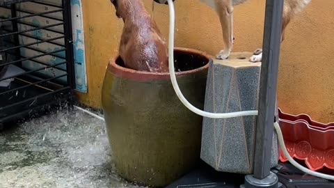 Dog bathing