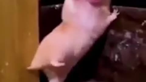 Animal funny videos