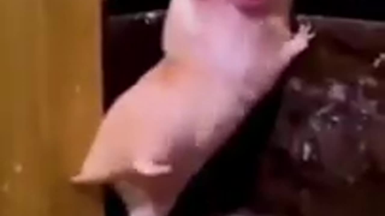 Animal funny videos