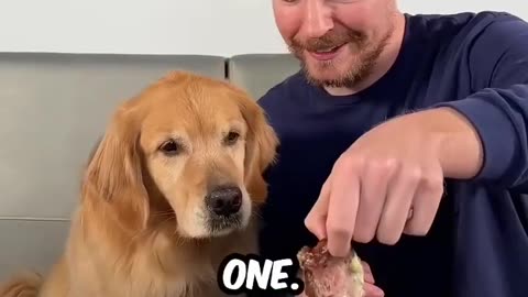 Dfeeding A Dog $1 vs $10,000 Steak