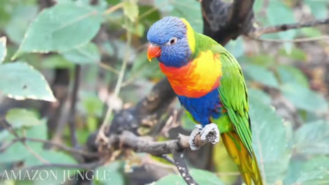 Exclusive: Colorful Parrot in Amazon Jungle 🌿 | Rare Footage 🦜