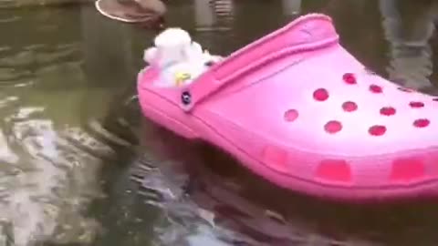 Cute and Funny Cat and Dog Video Compilation #shorts #226