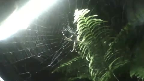 Filmando uma aranha de jardim e suas teias com uma lanterna durante à noite [Nature & Animals]