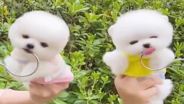 Mini Pomeranian 🔴 Funny and Cute Pomeranian Videos